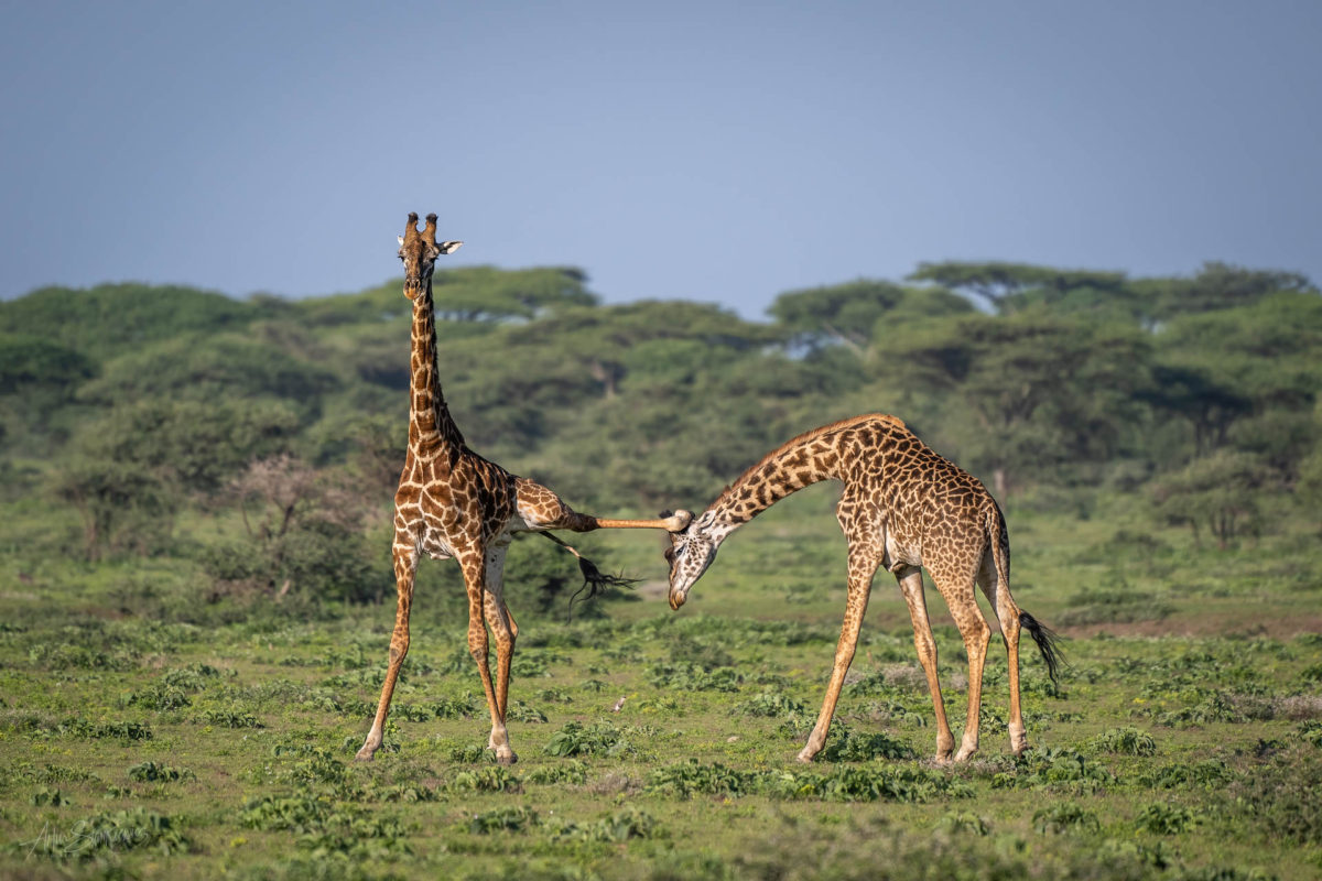 Giraffes sparing in Serengeti