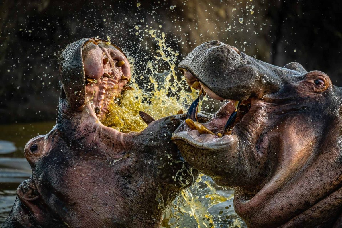 Hippos clashing in Seronera