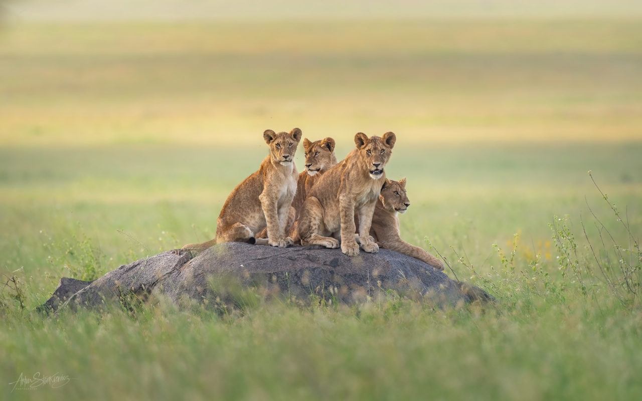 Lion cubs in Sereonera