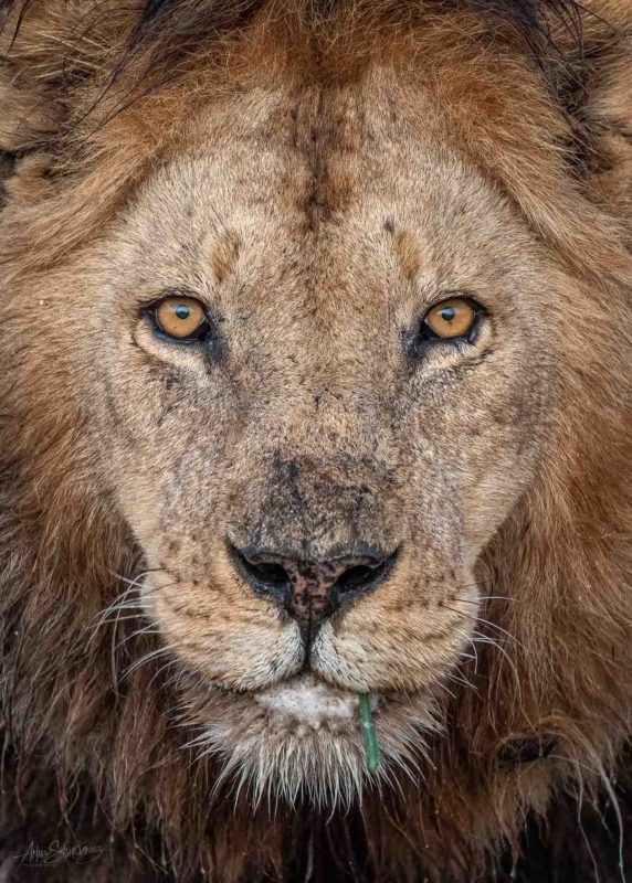 Male lion in Seronera