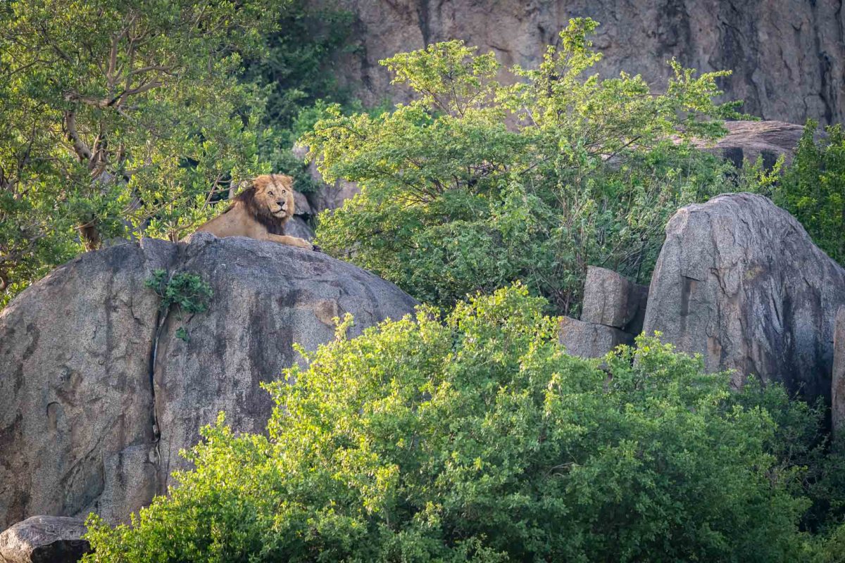 Male lion on Maasai kopjes