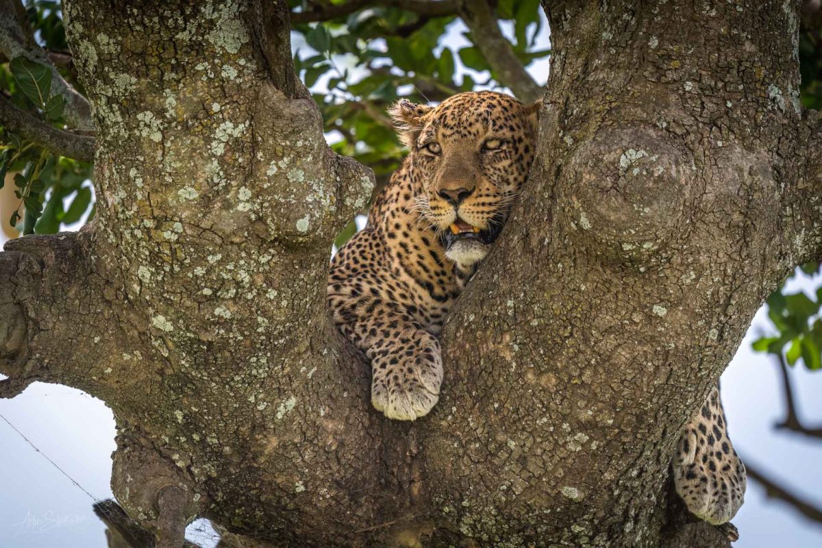 Leopard male on the tree in Seronera