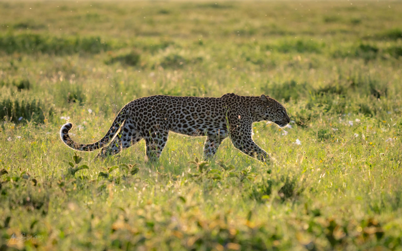 Leopardess at sunset