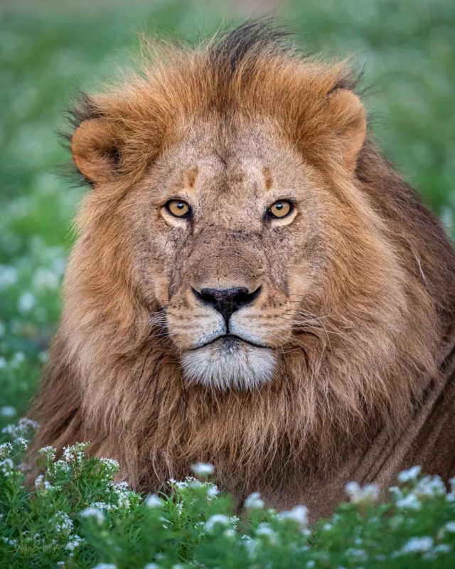 Portrait of a male lion around Ndutu