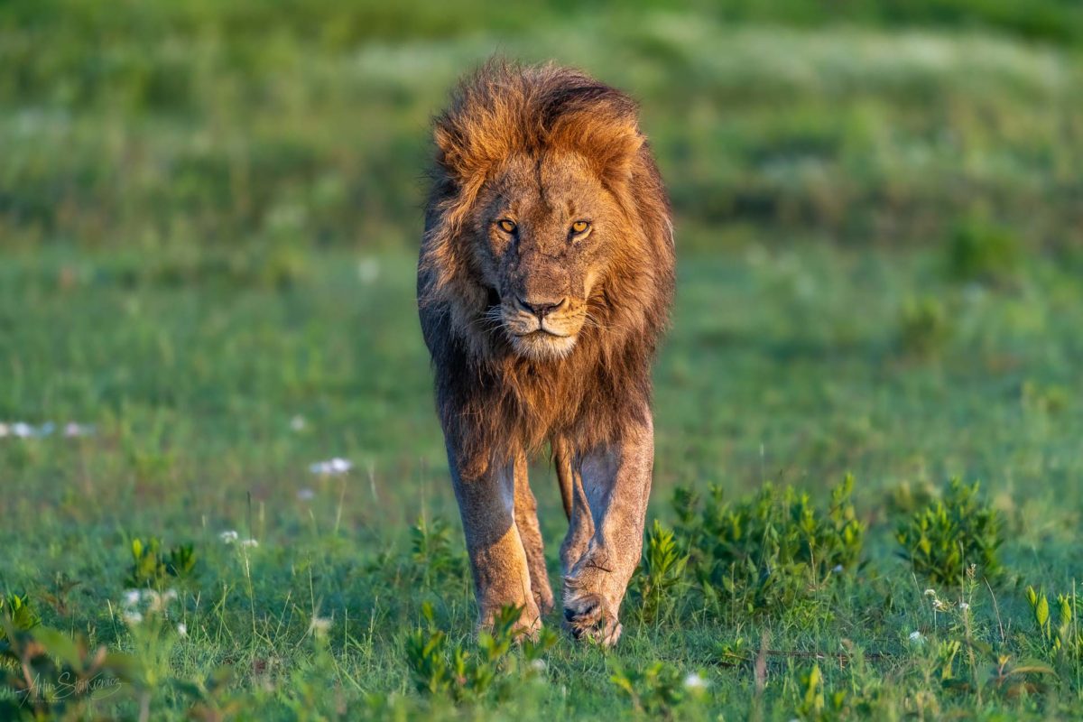 Male lion Serengeti