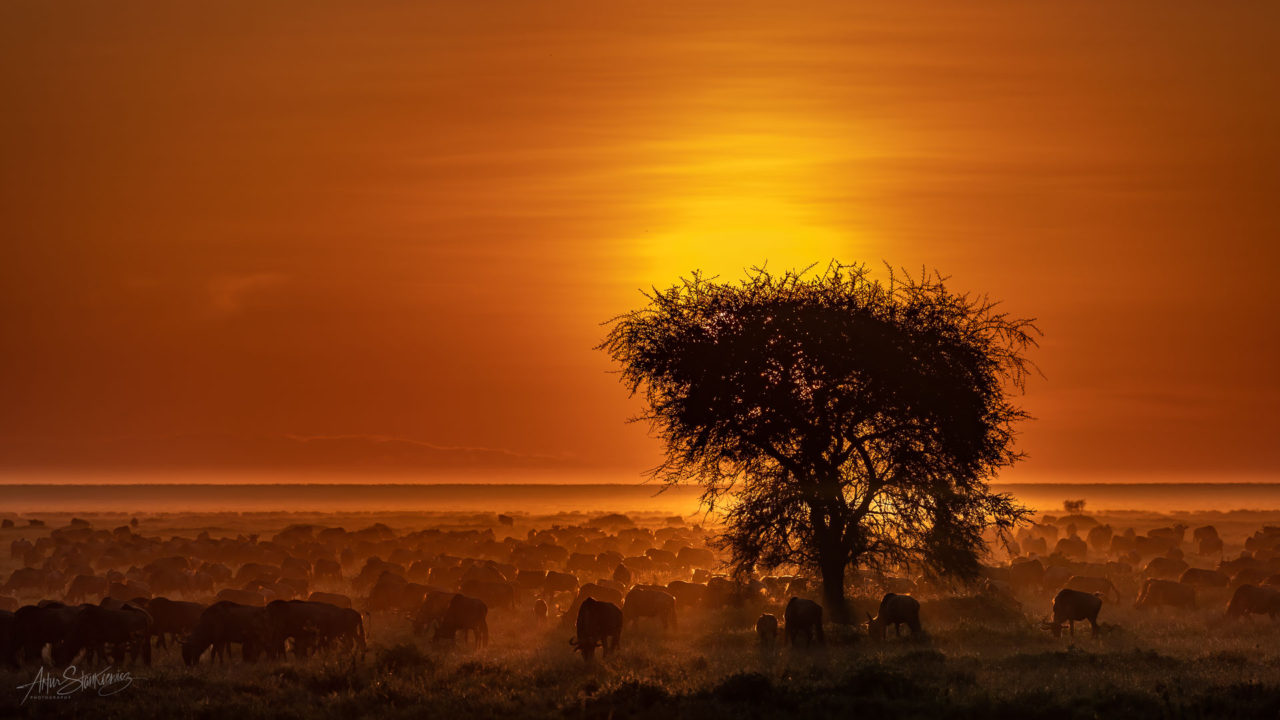 Herds of wildebeests around Ndutu