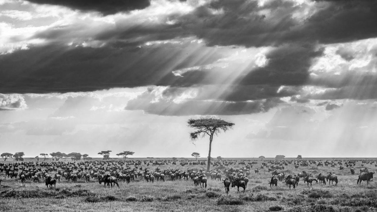 Great migration around Ndutu