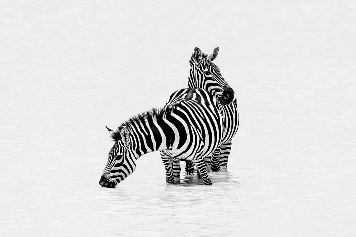 Zebras around Ndutu